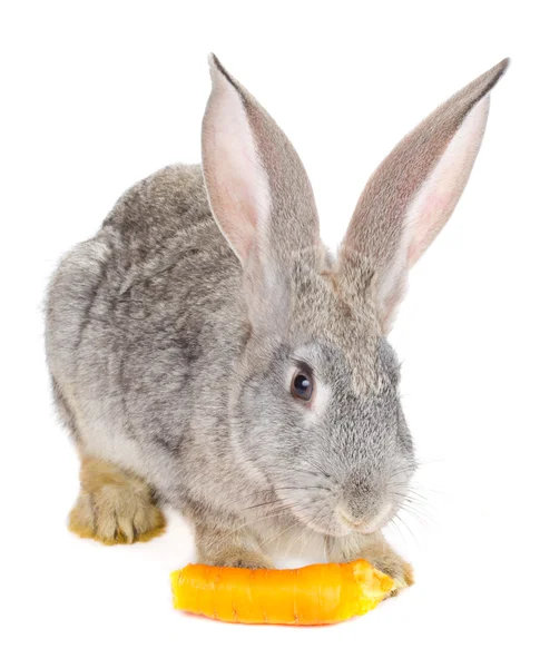 Šedý králík jíst mrkev — Stock fotografie