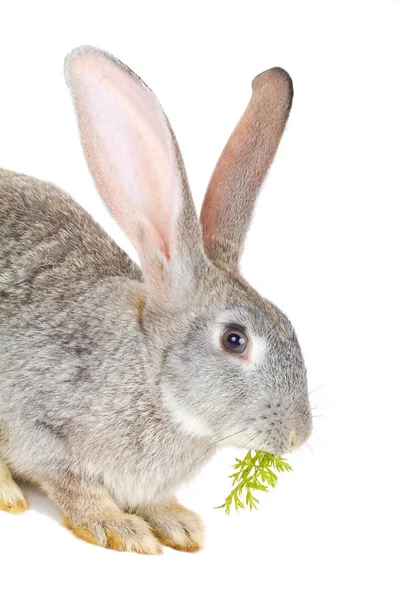 Šedý králík jíst mrkev listy — Stock fotografie