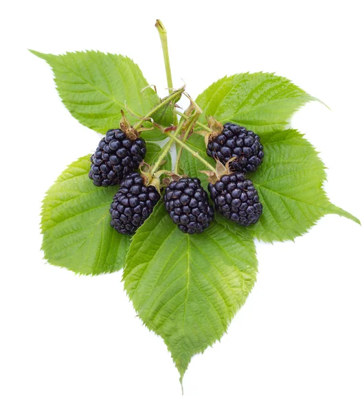 Heap of ripe blackberries on leaves — Stock Photo, Image