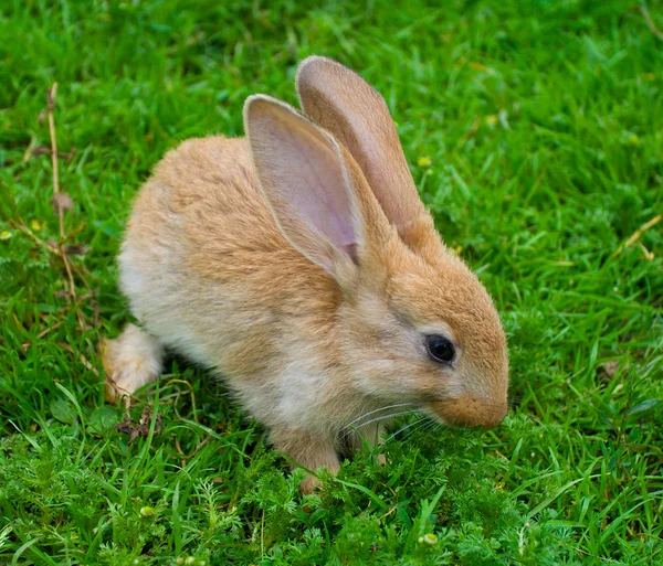 Kleine bruine konijntje op gras — Stockfoto