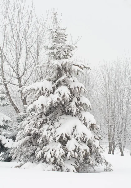 积雪覆盖的杉木树 — 图库照片