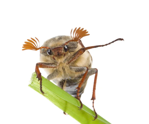 May-bug on blade — Stock Photo, Image