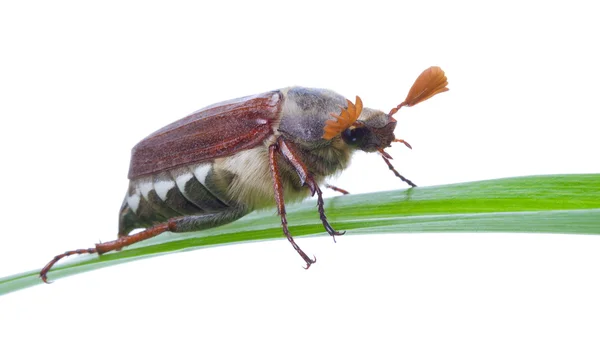May-bug en la hoja aislada —  Fotos de Stock