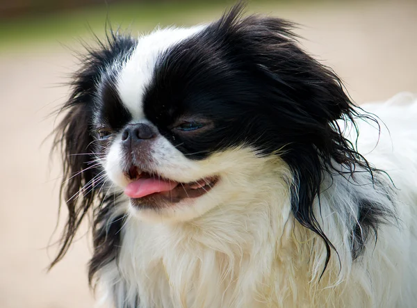 Portrait of small japanese chin puppy