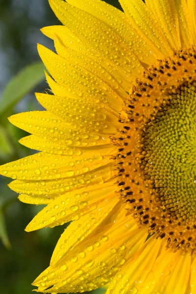 用水成熟黄色向日葵滴眼液 — 图库照片
