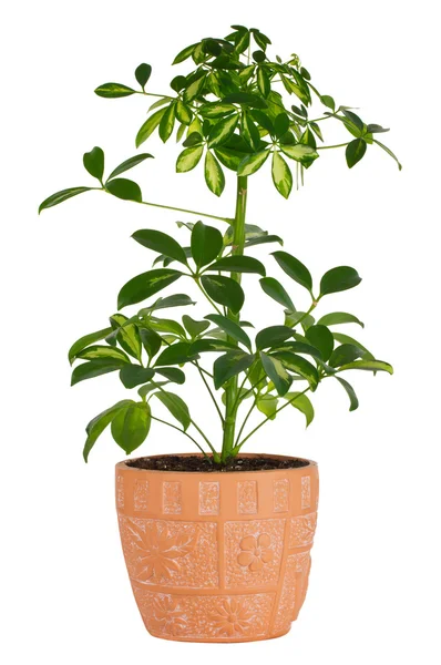 Schefflera in pot — Stock Photo, Image