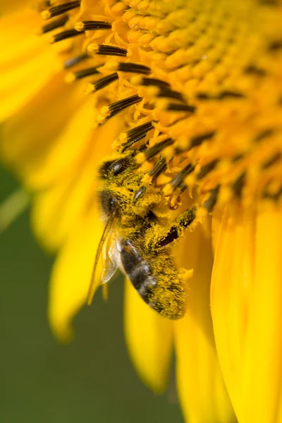 Маленька бджола збирає нектар на соняшнику — стокове фото
