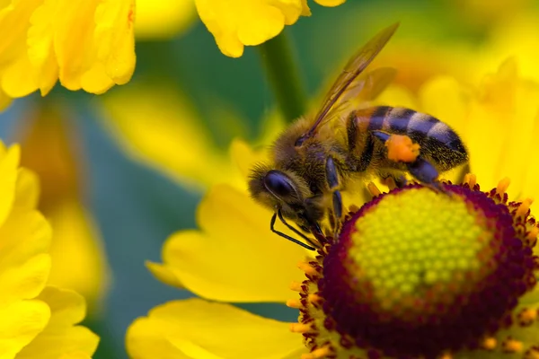 Kleine Biene sammelt Nektar auf der gelben Blume — Stockfoto