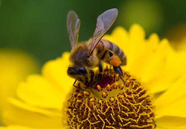 Lilla biet samlar nektar på gul blomma — Stockfoto