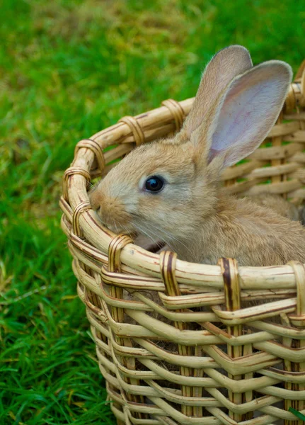 Маленький кролик в корзине — стоковое фото