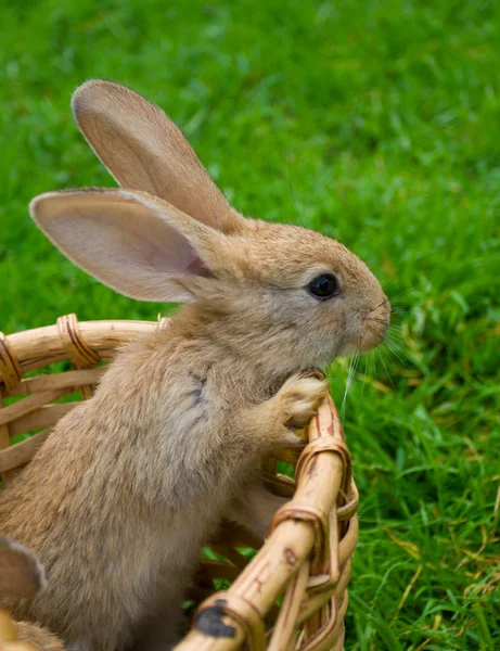 Small bunny stand in basket — Stock Photo, Image
