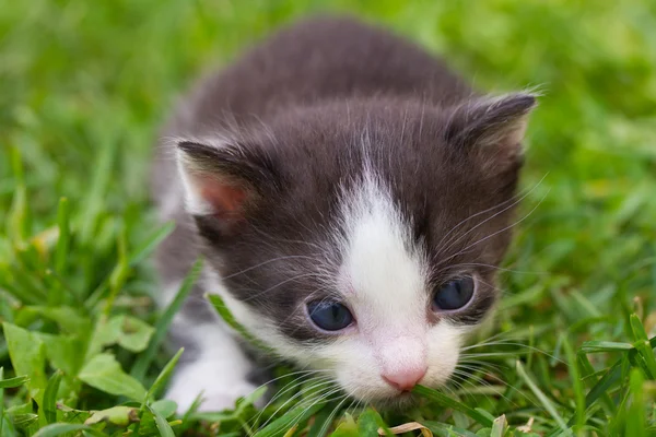 Чорно-білий кошеня — стокове фото