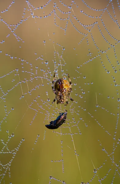 Teia de aranhas — Fotografia de Stock