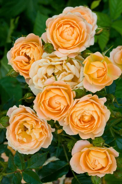 Čajové růže — Stock fotografie