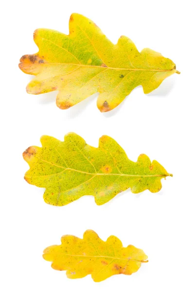 Three oak leaves — Stock Photo, Image
