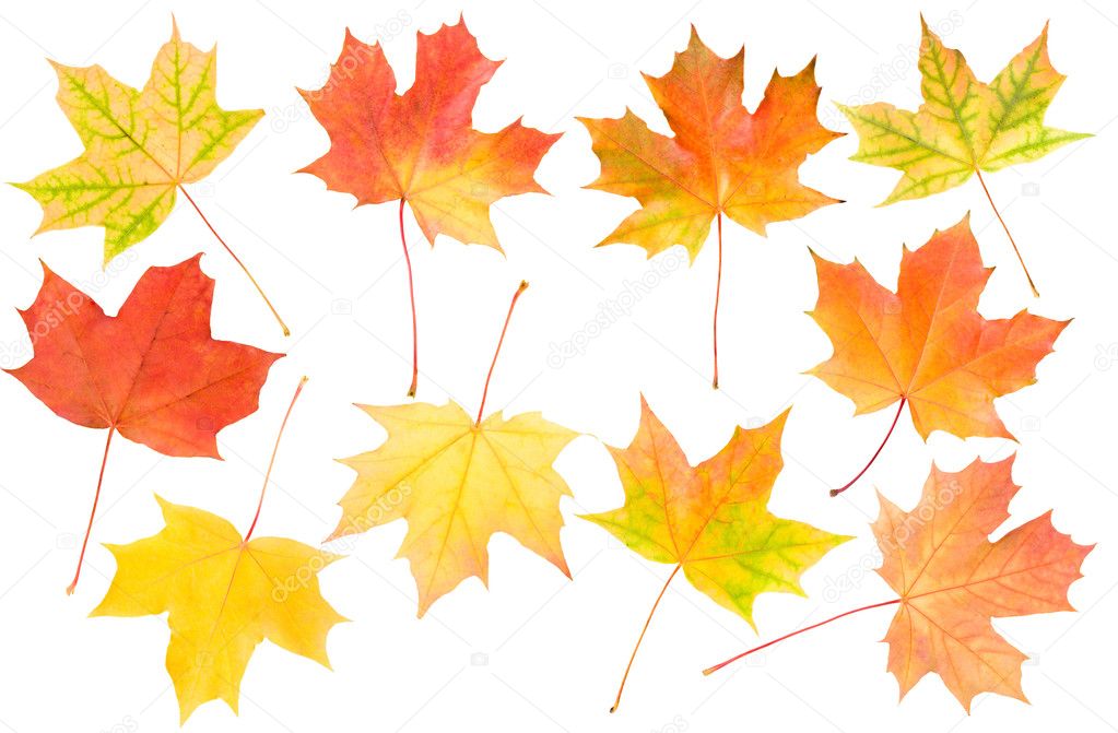 Autumn maple leaves set