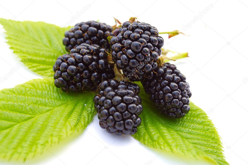 Close-up ripe blackberries on leaves