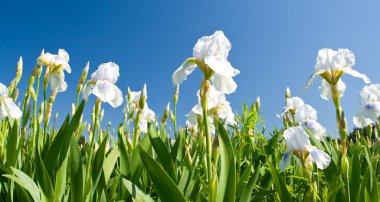 White irises against a blue sky clipart