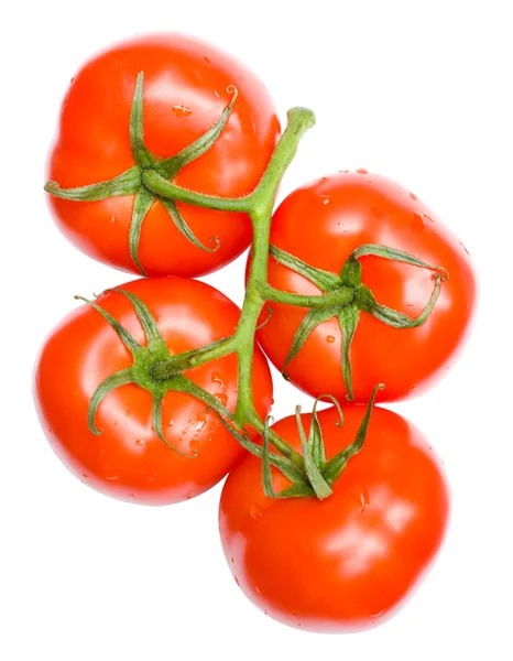 Větvička zralých rajčat — Stock fotografie