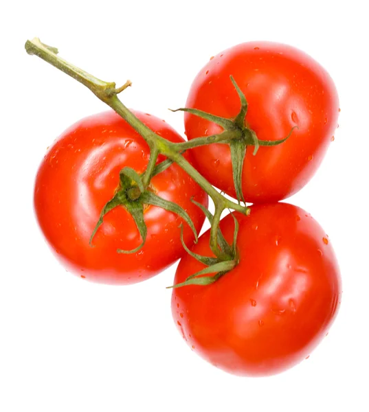 Větvička zralých rajčat — Stock fotografie
