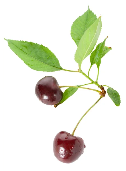 Two sweet cherries with leaves — Stock Photo, Image