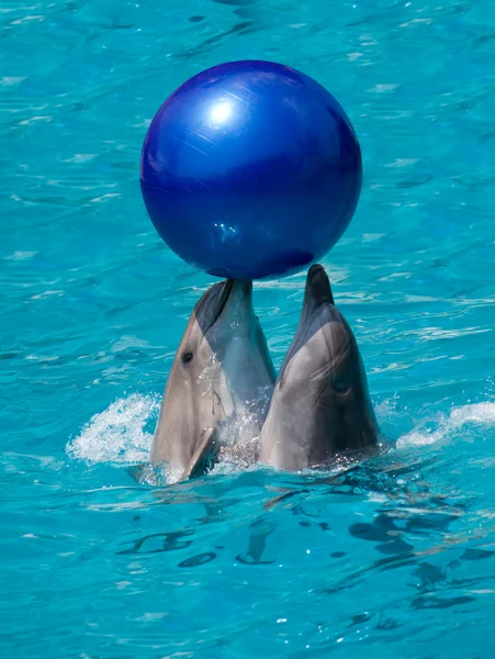 Δύο δελφίνια που παίζει με την μπάλα — Φωτογραφία Αρχείου