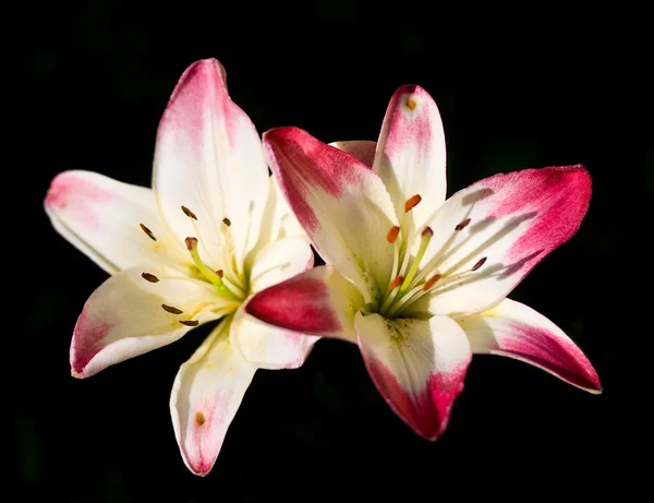 Two lilies on black — Stock Photo, Image