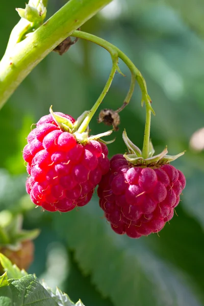 Two ripe raspberries — Stock Photo, Image