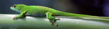 Green gecko clipart