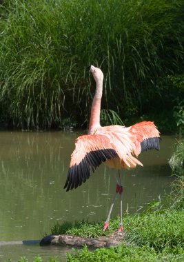 pembe flamingo