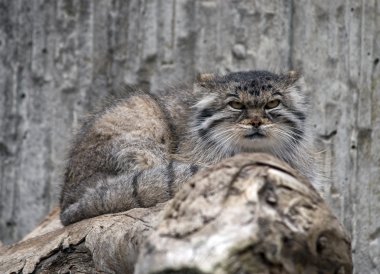 Manul (Palla's cat) clipart