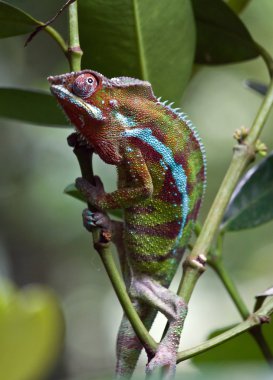 Chameleon clipart