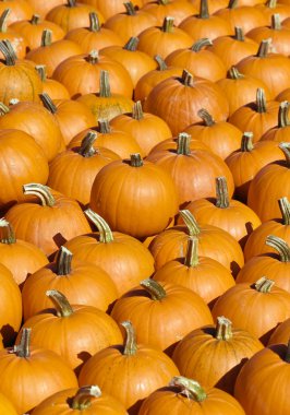 Bright orange pumpkin collection clipart