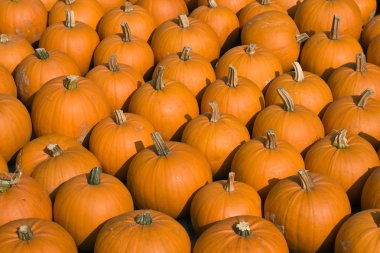 Pumpkin background clipart