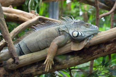 güneşlenme iguana