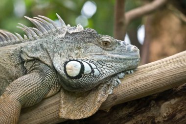 Iguana portrait clipart