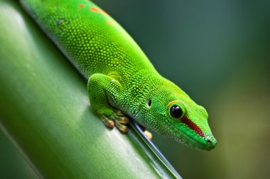 Green gecko clipart