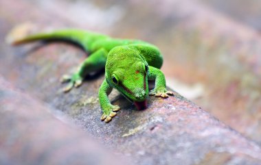 Green gecko clipart