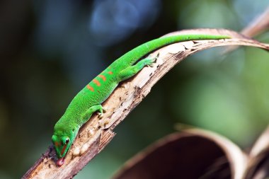 Green gecko clipart