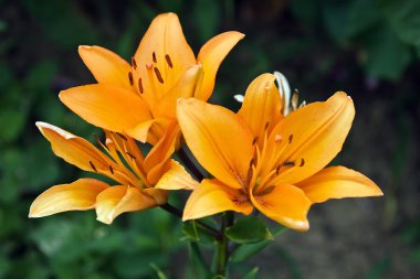 Orange lily clipart