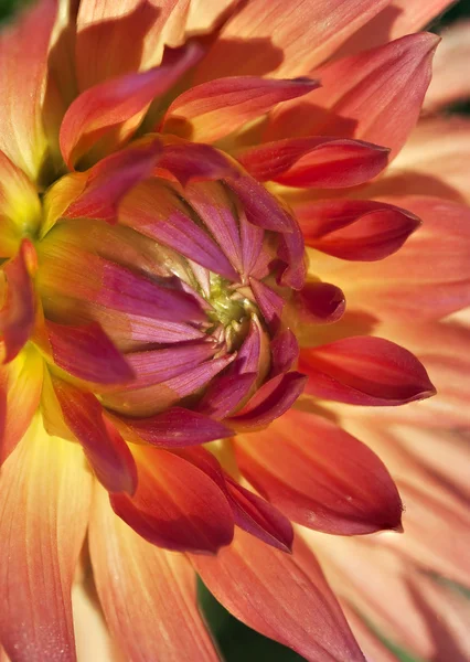 Dahlia blomma — Stockfoto