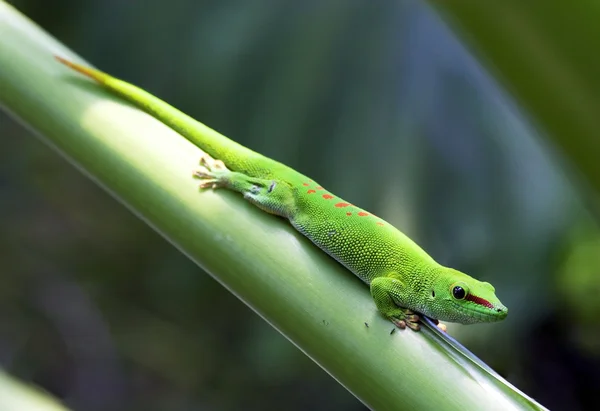 Gecko verde —  Fotos de Stock