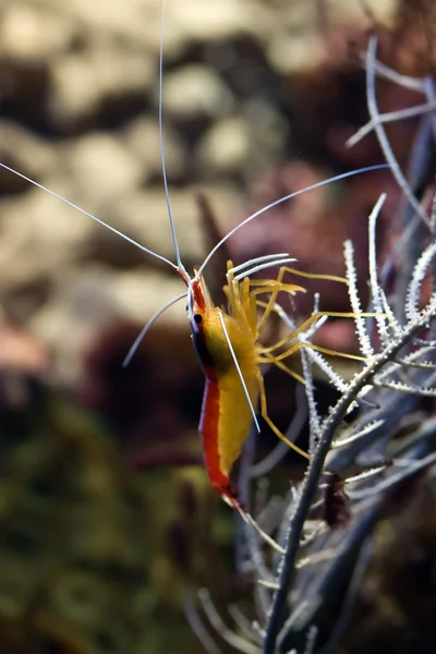 Colorful prawn — Stock Photo, Image