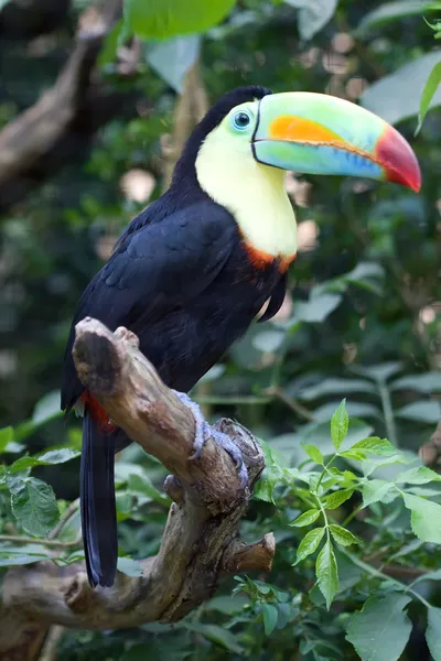 Colorful Tucan — Stock Photo, Image
