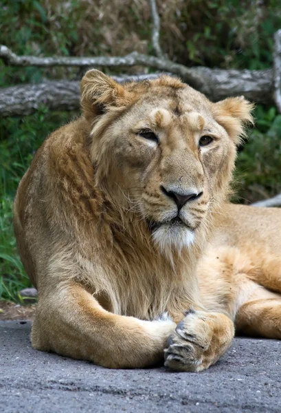 stock image Indian lion