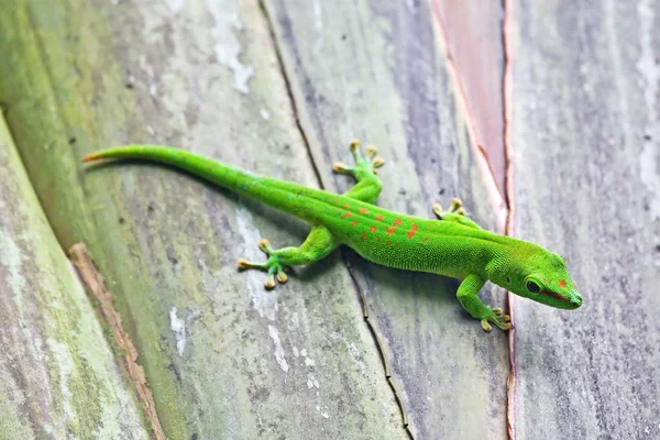 stock image Green gecko