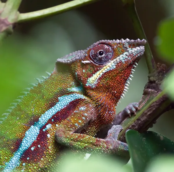 Madagaskar kameleon — Zdjęcie stockowe