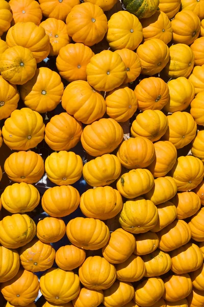 Kleurrijke pompoenen — Stockfoto