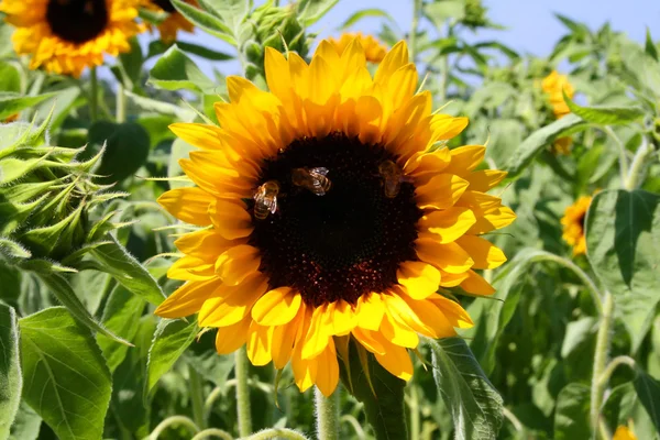Słonecznik idealna pszczoły — Zdjęcie stockowe