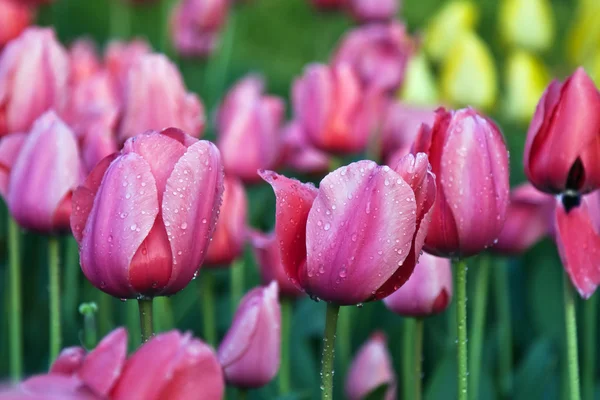 Růžový tulipes — Stock fotografie